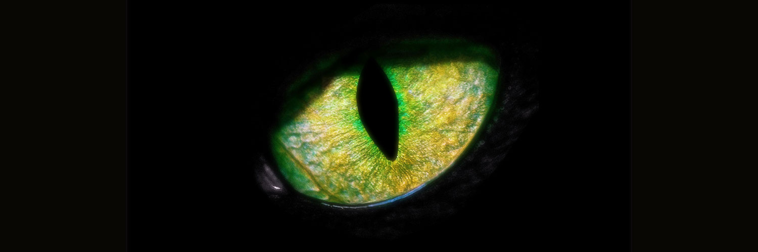 panther-eye-by-Muffenz-FreeImages